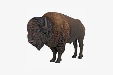 Preview: Bison profile head and body