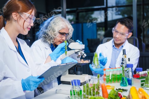 Preview: A male scientist and two women conduct plant research in a laboratory. microscopes, petri dishes