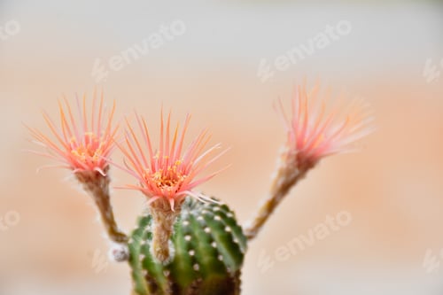 Preview: Cactus Blossoms in Bloom, close up view
