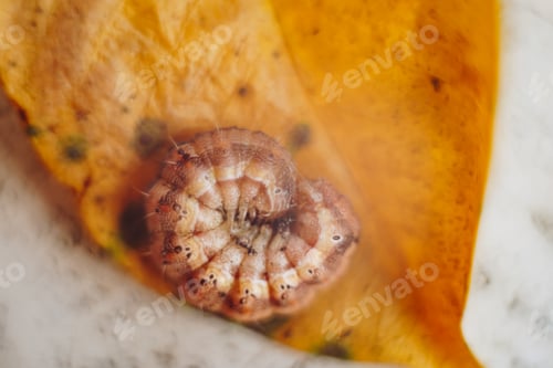 Preview: macro shot of a little orange caterpillar