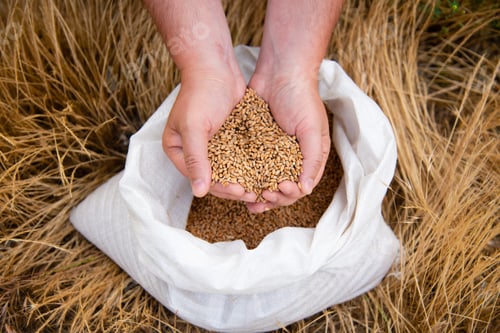 Preview: Men's hands pour wheat into a bag against a background of yellow grass. Ingathering. Summer.