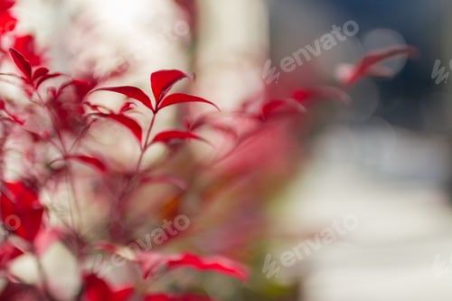 Preview: Red plant