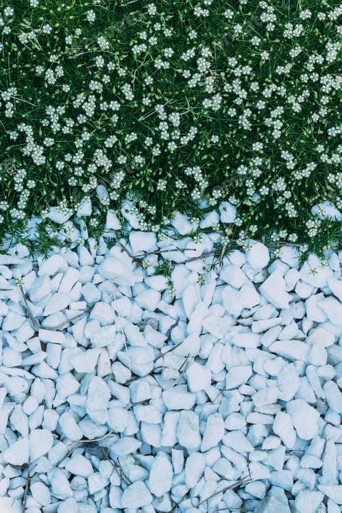 Preview: top view of little flowers and white stones background