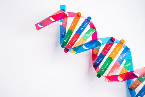 Preview: DNA or Deoxyribonucleic acid is a double helix chains structure formed