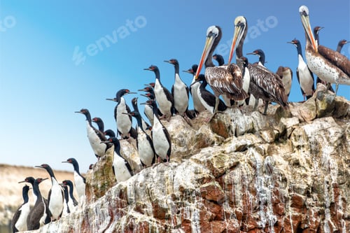 Preview: Pelicans and Cormorants