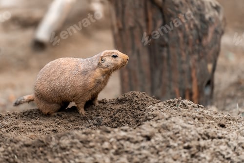 Preview: Closeup of a cute prairie dog standing on the ground and sniffing the air