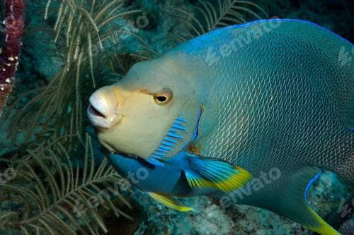 Preview: Blue angelfish on reef.