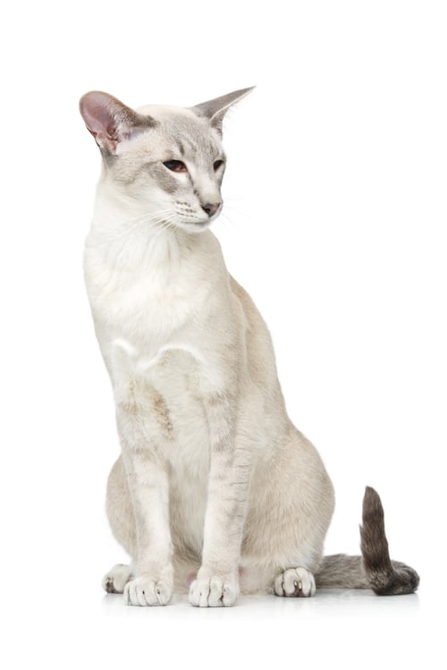 Preview: Beautiful oriental siam cat