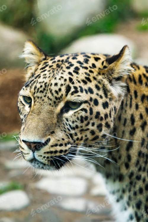Preview: Portrait of a predatory spotted animal Leopard