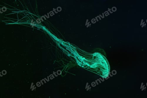 Preview: Group Of Atlantic Sea Nettle Jellyfish Swims In Illuminated Aquarium With Green Neon Lighting