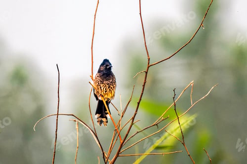 Preview: Punjab red-vented bulbul in Lalpur, Punjab, India