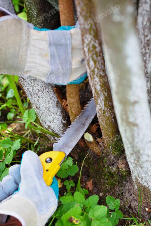 Preview: Hands with gloves of gardener doing maintenance work, pruning tr
