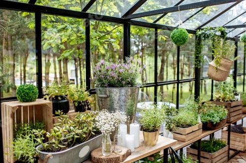 Preview: Herbs in the greenhouse