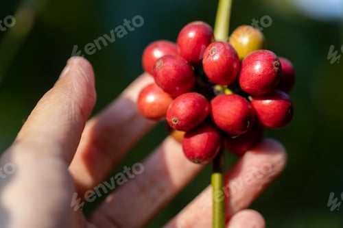 Preview: harvesting coffee berries by agriculture. Coffee beans ripening on the tree in North of Thailand