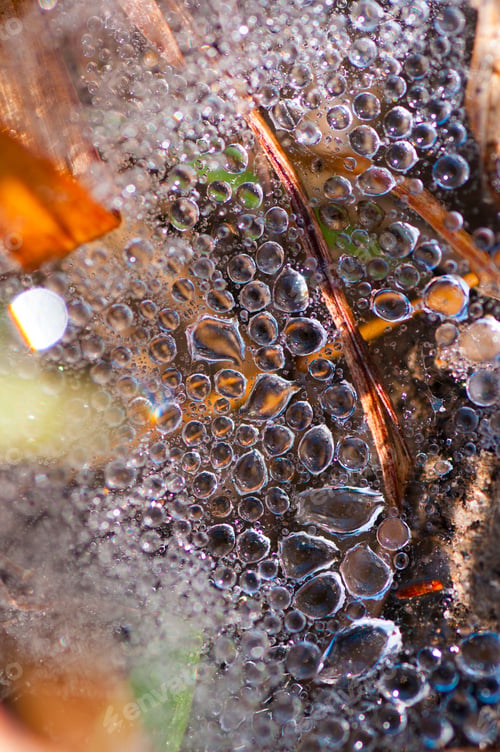 Preview: Dew drops closeup abstract nature background