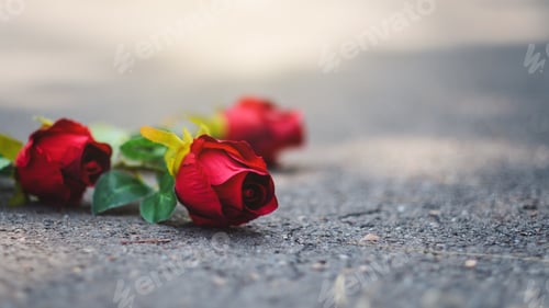 Preview: Red roses flower were abandoned on the floor