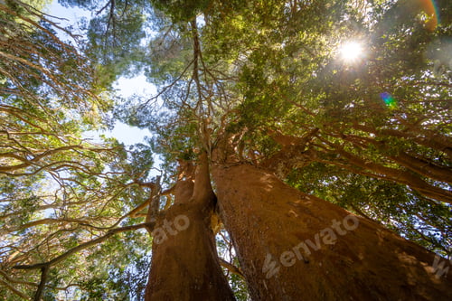 Preview: Chilean Myrtle tree at Arrayanes National Park - Villa La Angostura, Patagonia, Argentina