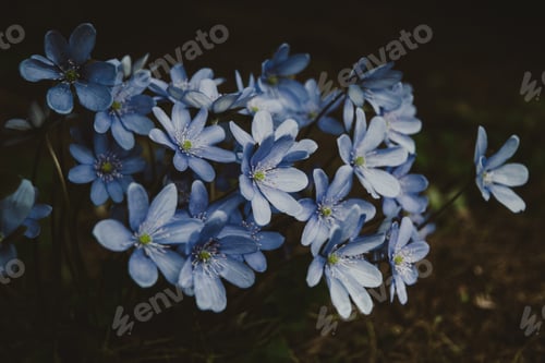 Preview: Wildflowers in spring forest at night, blue Herb Trinity in bloom, moody and atmospheric
