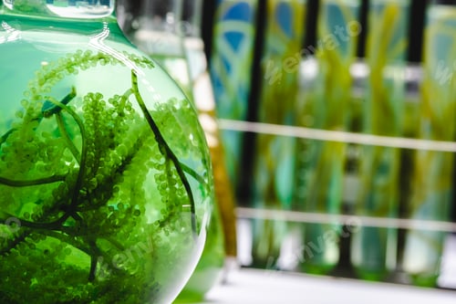 Preview: laboratory of green algae bio-fuel energy, alternative biotechnology science research