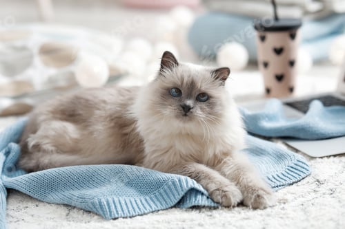 Preview: Cute cat lying on knitted sweater at home. Warm and cozy winter