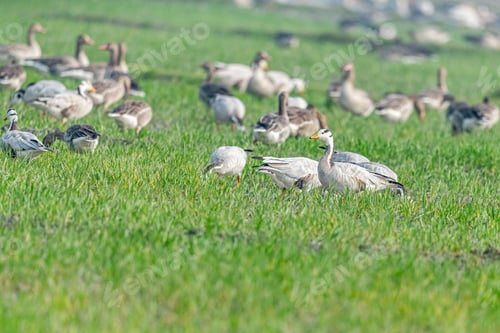 Preview: Flock of geese in the field