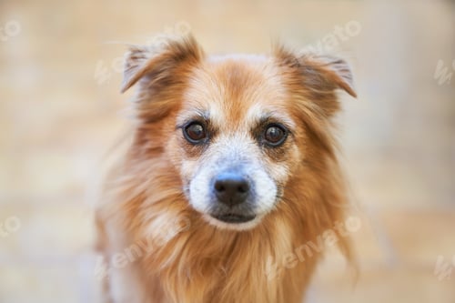Preview: portrait of a cute dog looking at the camera with blurred background