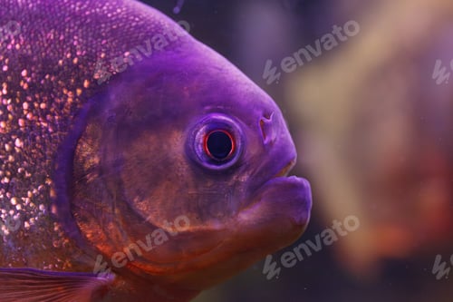 Preview: underwater photography of fish Pygocentrus nattereri