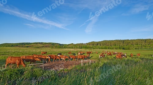 Preview: Cows in the meadow