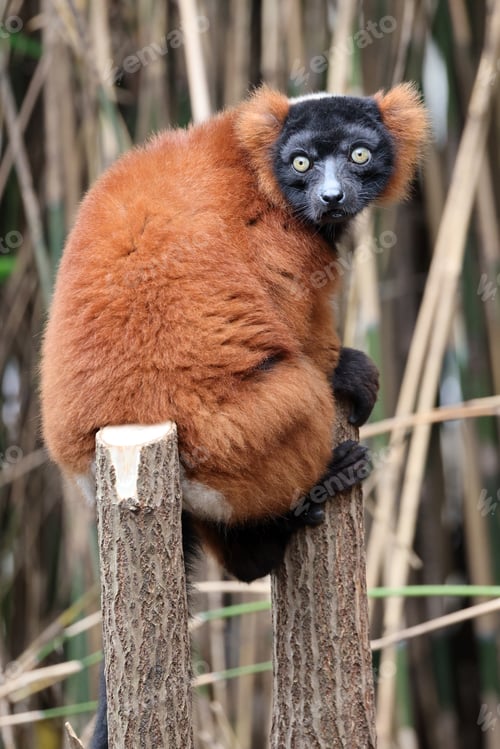 Preview: The red ruffed lemur (Varecia rubra)