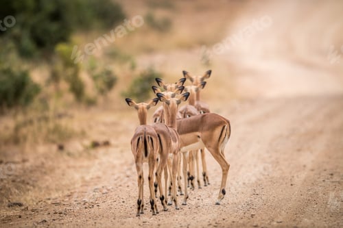 Preview: A group of female Impalas starring from behind in the kruger.