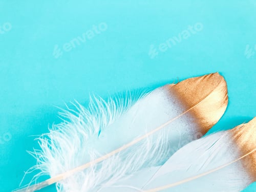 Preview: White feathers on turquoise background