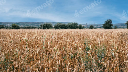 Preview: Heat in Europe, food crisis. Dry fields of corn. Economic concept