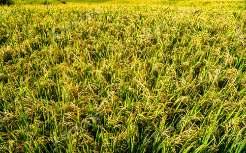 Preview: paddy farmland