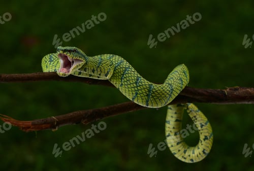 Preview: Close up of Tropidolaemus subanulatus Snake