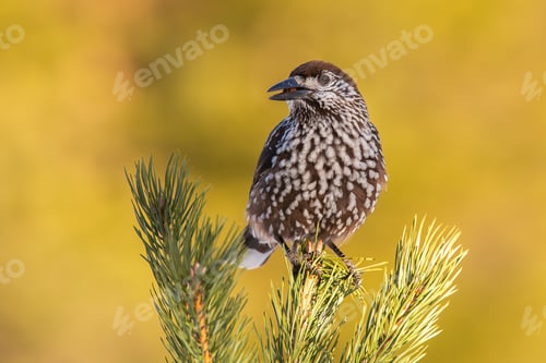 Preview: Spotted nutcracker sitting on coniferous tree in summer nature