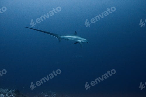 Preview: Rare thresher shark (alopias vulpinus), underwater view, Brothers island, Egypt