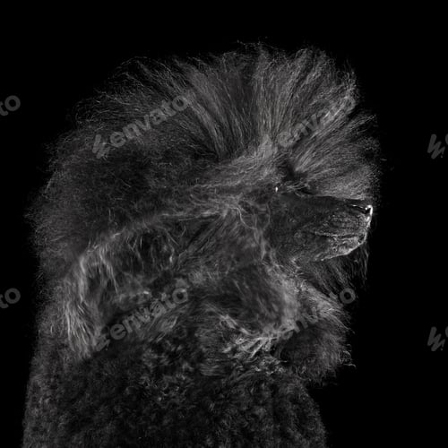 Preview: Studio portrait of poodle with blowing hair