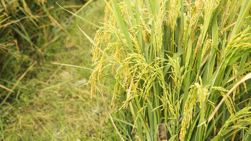 Preview: Rice Filed