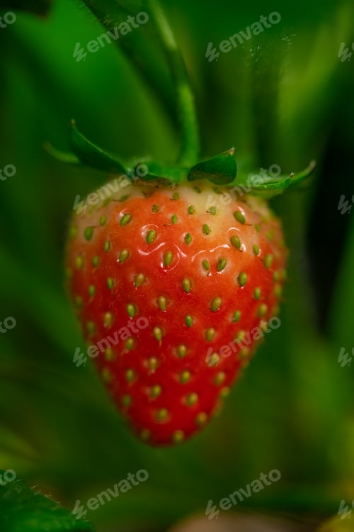 Preview: A strawberry covered with tiny seeds