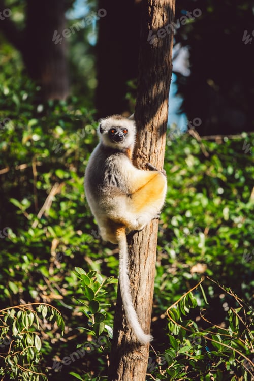 Preview: Madagascar