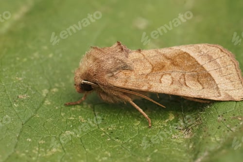 Preview: Closeup of the rosy rustic moth, Hydraecia micacea sitting on a green leaf in the garden