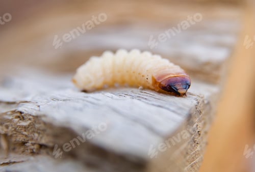 Preview: little woodworm