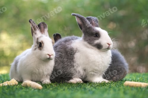 Preview: bunny Easter fluffy baby rabbit or new born rabbit.