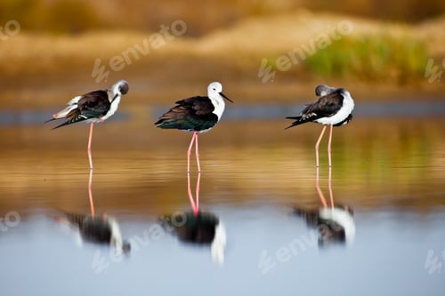 Preview: Black-Winged Stilt