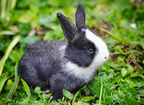 Preview: Funny baby rabbit in grass