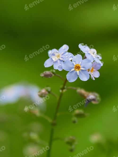 Preview: Boraginaceae after the rain.