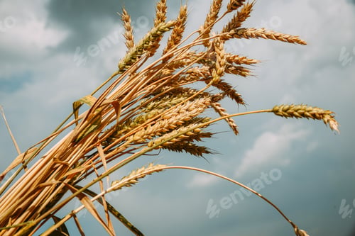 Preview: Bunch of ripe golden wheat on a background of sky.
