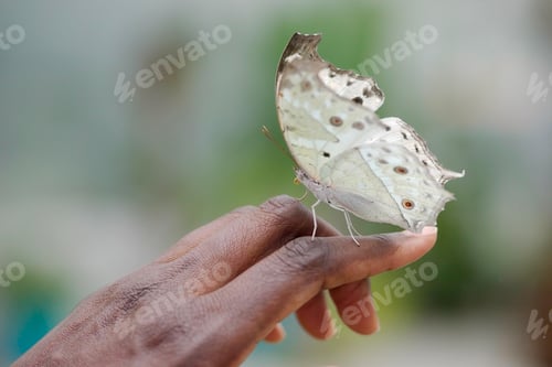 Preview: Freindly White butterfly on gentle woman black hand