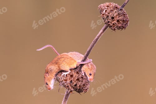 Preview: Mice on dried plant stem