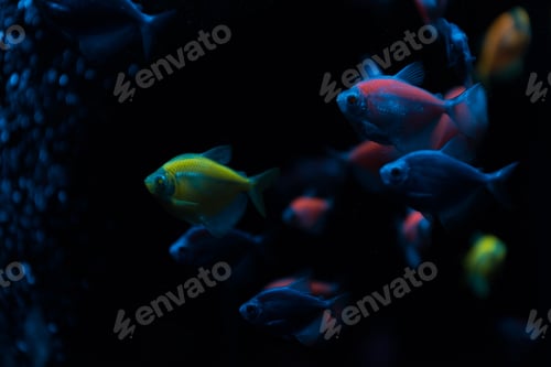 Preview: Selective focus of fishes with neon light on dark background